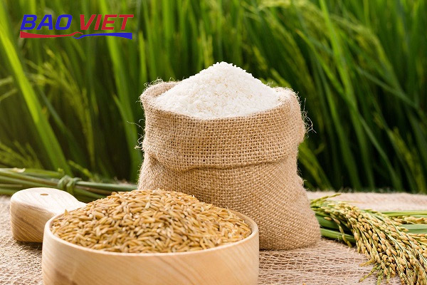 Có nhiều giống gạo khác nhau trên thị trường