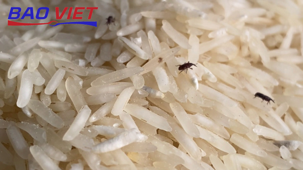 Gạo bị mọt có ăn được không?