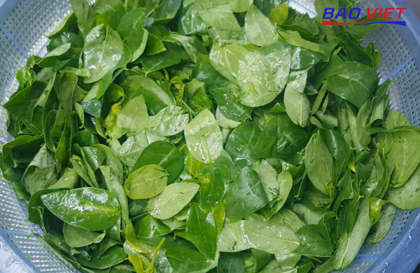 Cách rửa rau ngót sạch sẽ